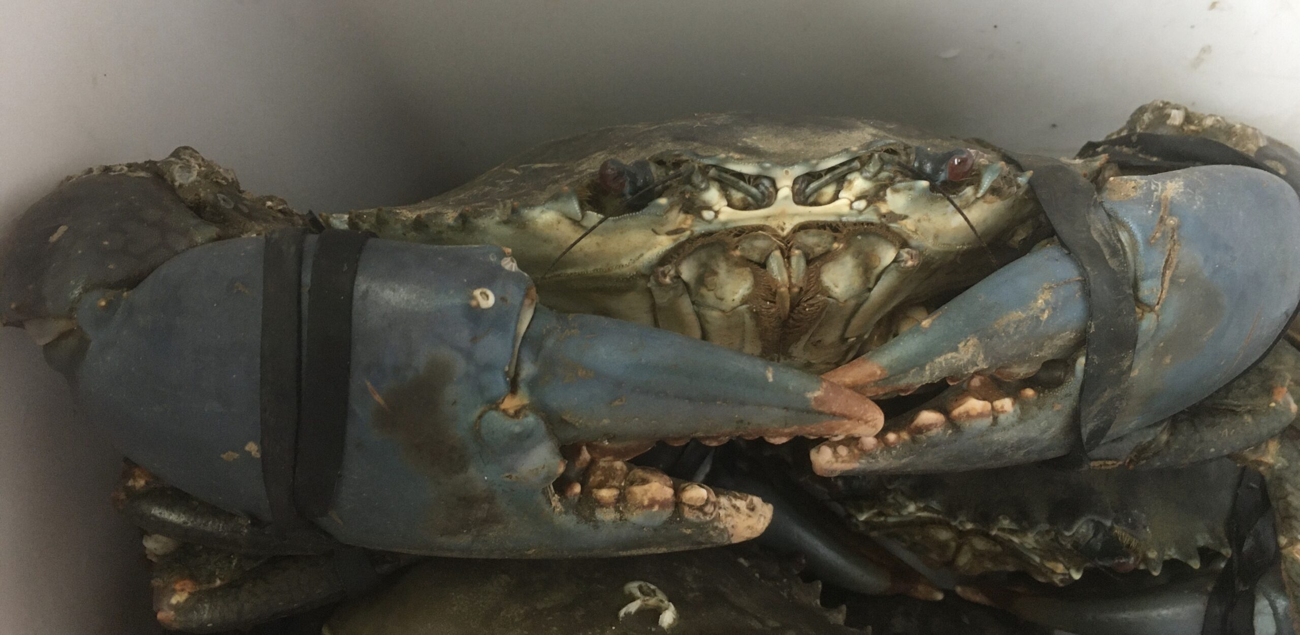 crabe-neoli