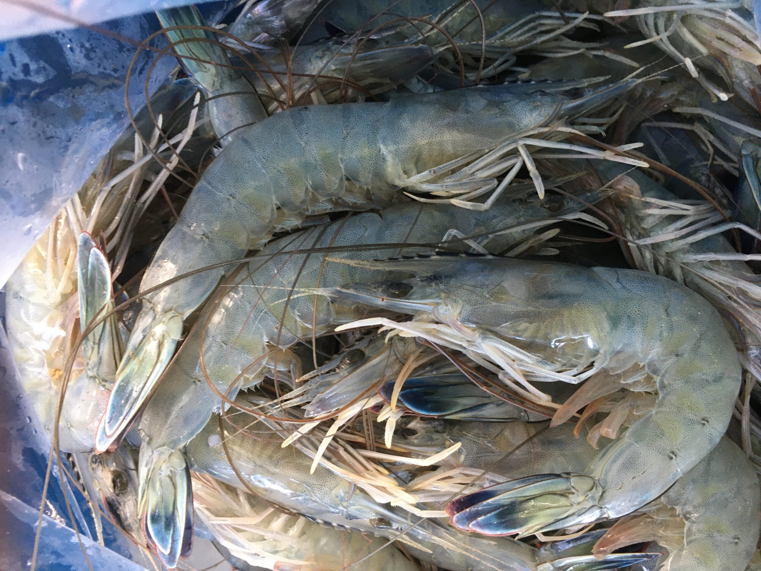 crevettes bleues - neoli