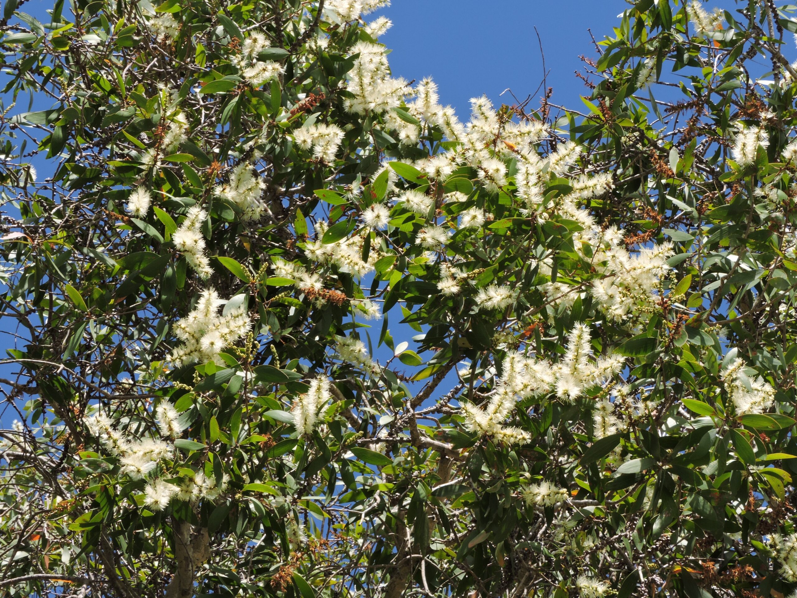 Niaouli - arbre en fleurs Photo de fleurs de niaouli sur l'arbre - © Néoli