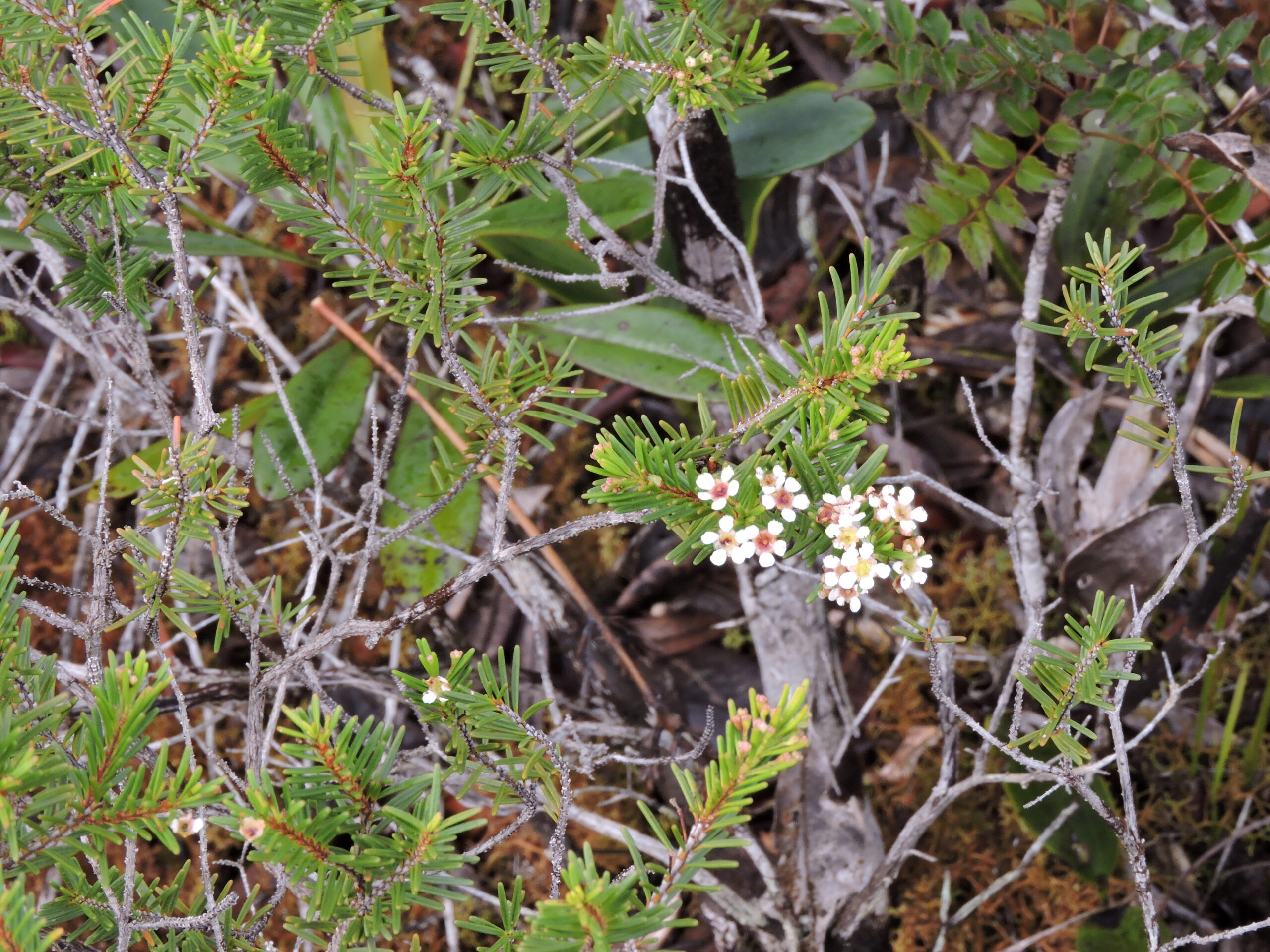bruyere plante Bruyère de Calédonie, la plante - Photo © Néoli