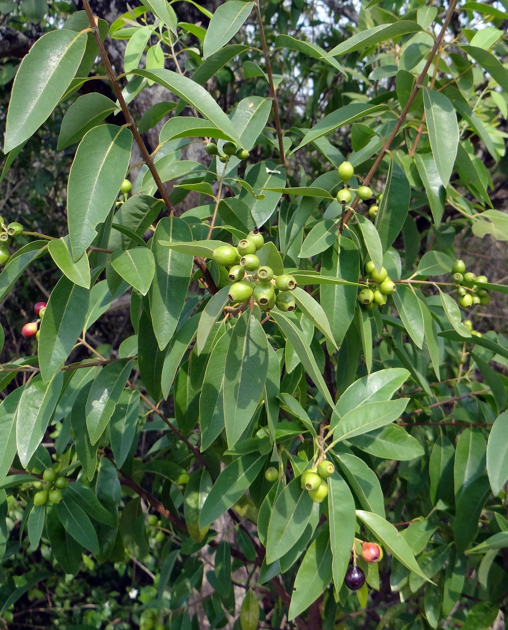 santal arbre Santal : l'arbre