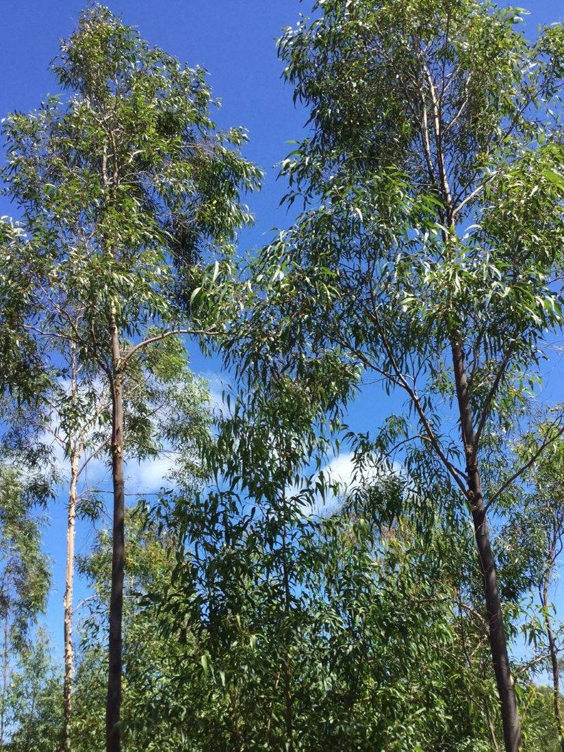 eucalyptus--arbre Photo d'eucalyptus à l'origine de l'huile essentielle d'eucalyptus Arômes de Brousse - Néoli