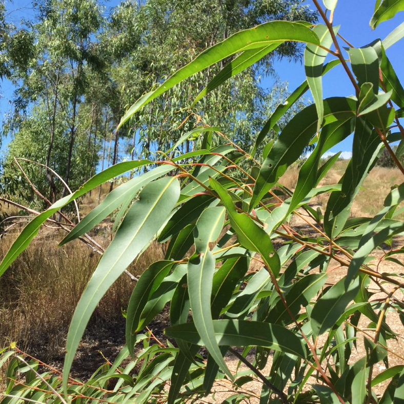 feuilles eucalyptus Eucalyptus, gros plan sur les feuilles © Néoli