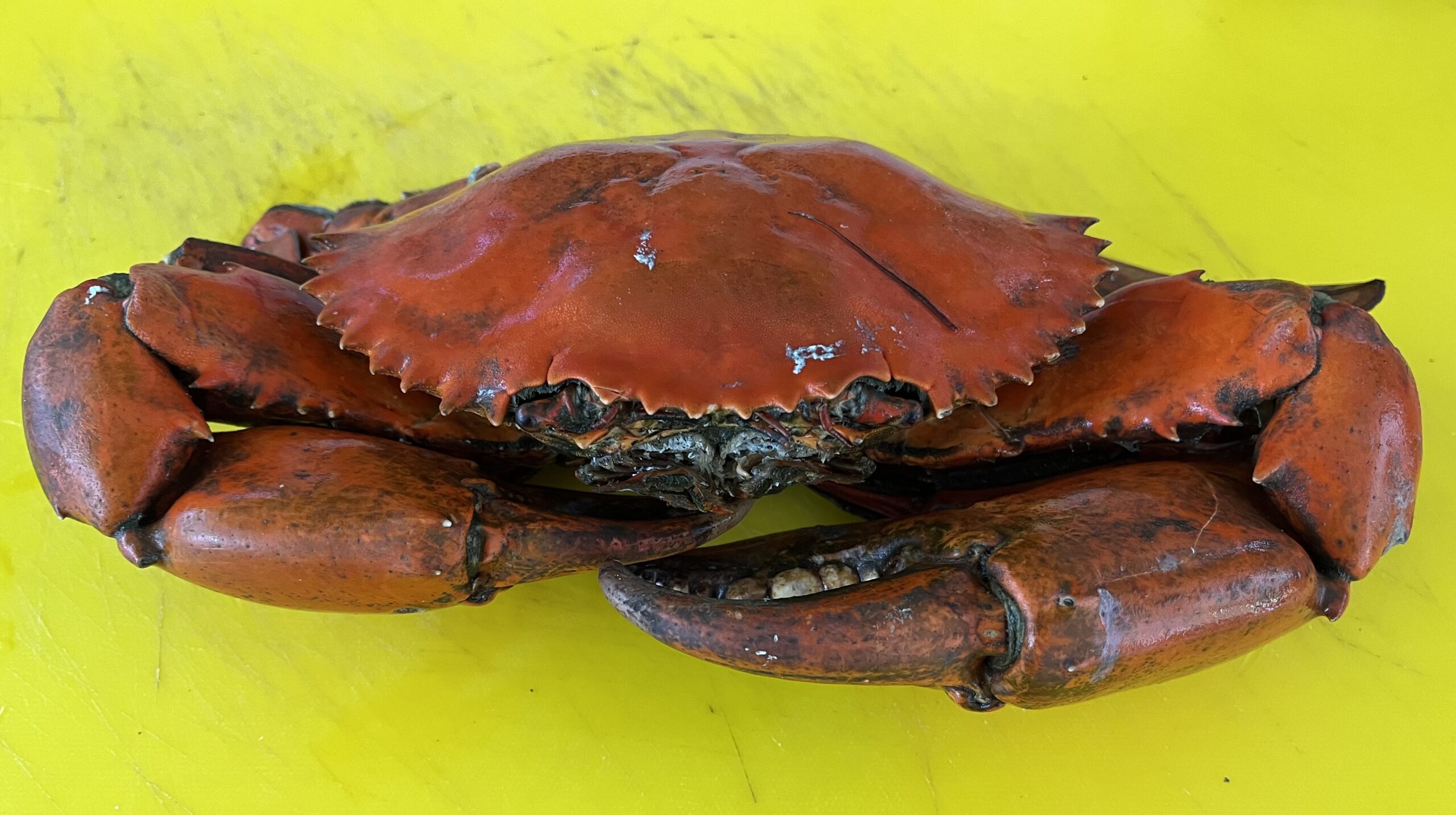 crabe cuit Apparence du crabe après cuisson - © Néoli