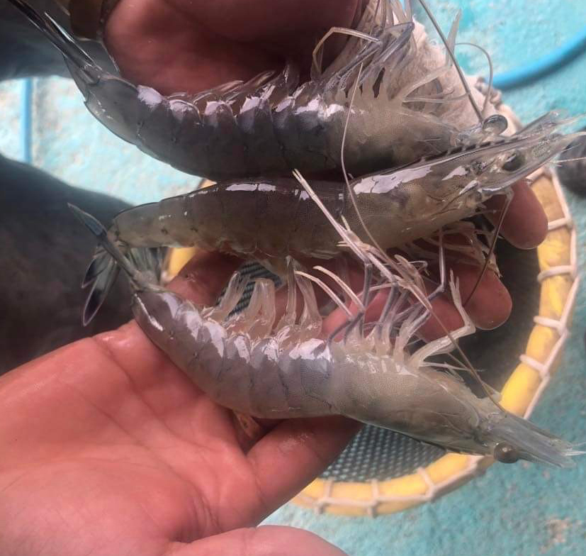 Khun-crevettes