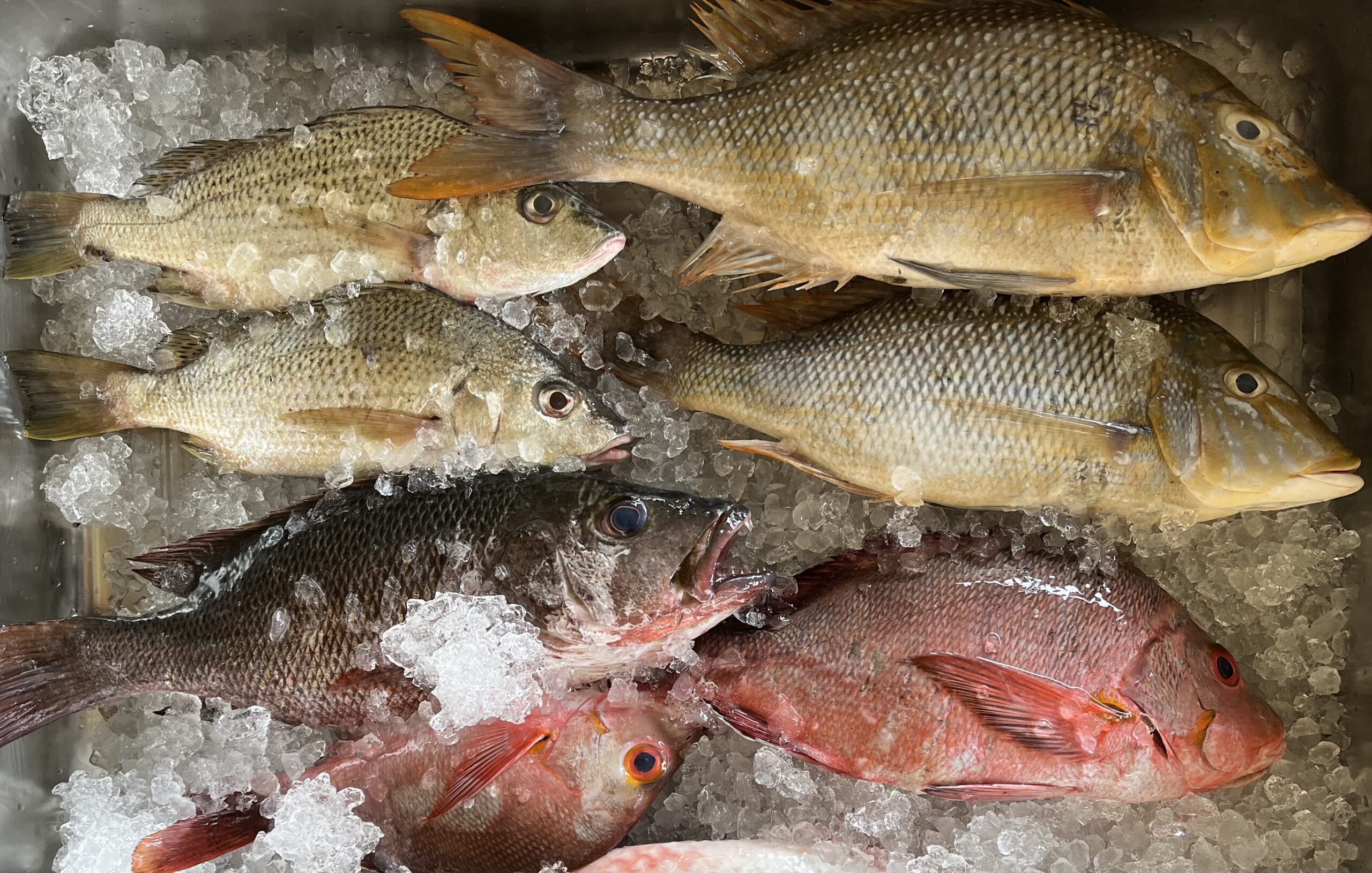 poissons neoli Photo de poissons vendu par Néoli