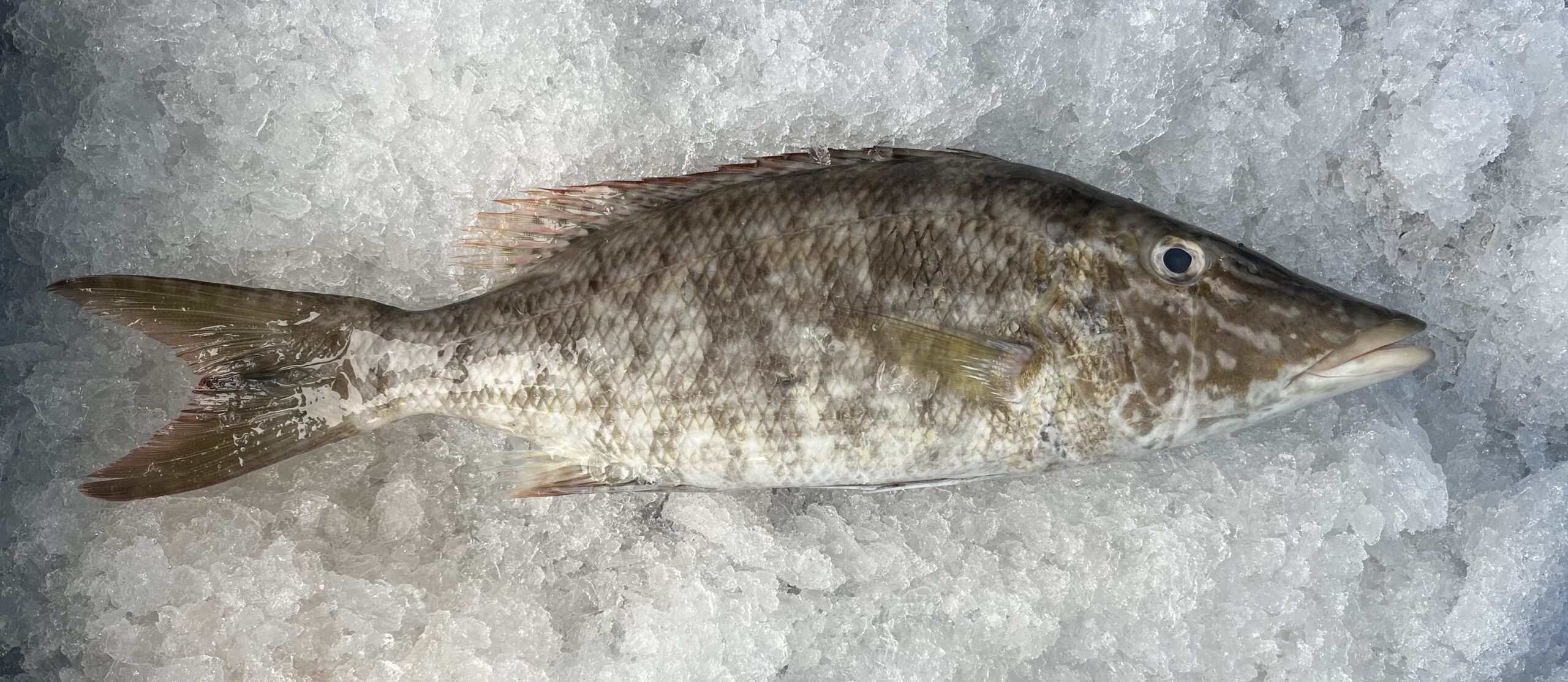 Photo d'un poisson de Nouvelle-Calédonie : le bec de cane malabar