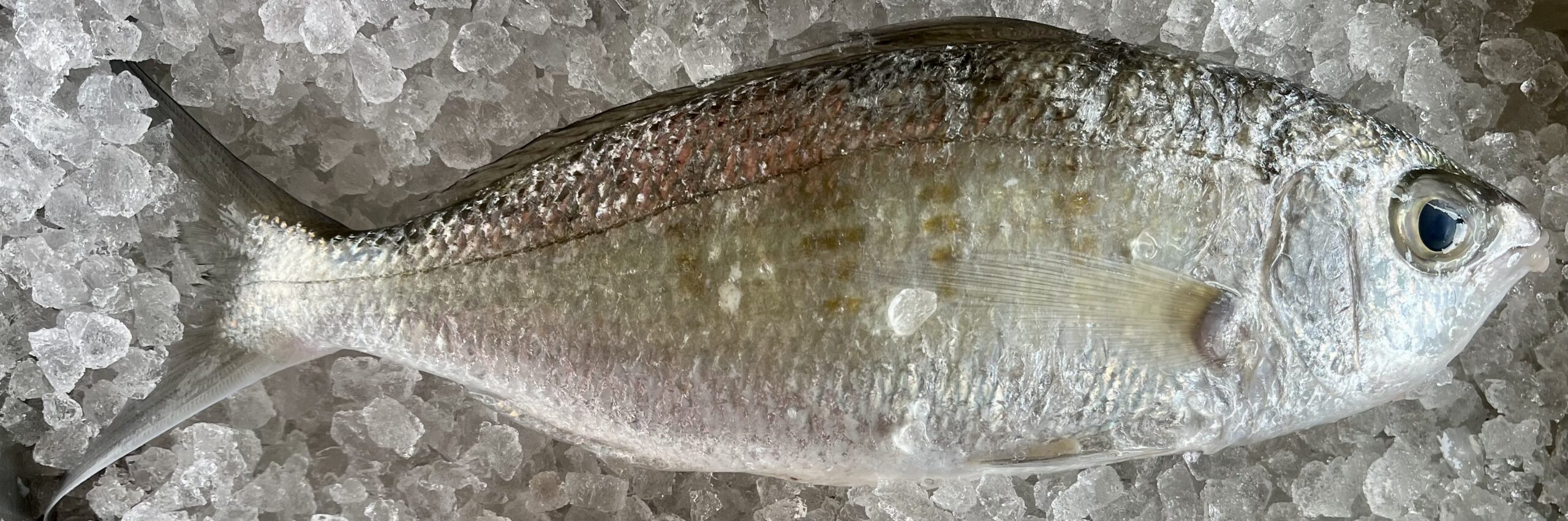 photo d'un gerres oyana ou balabio, poisson présenté par © Néoli