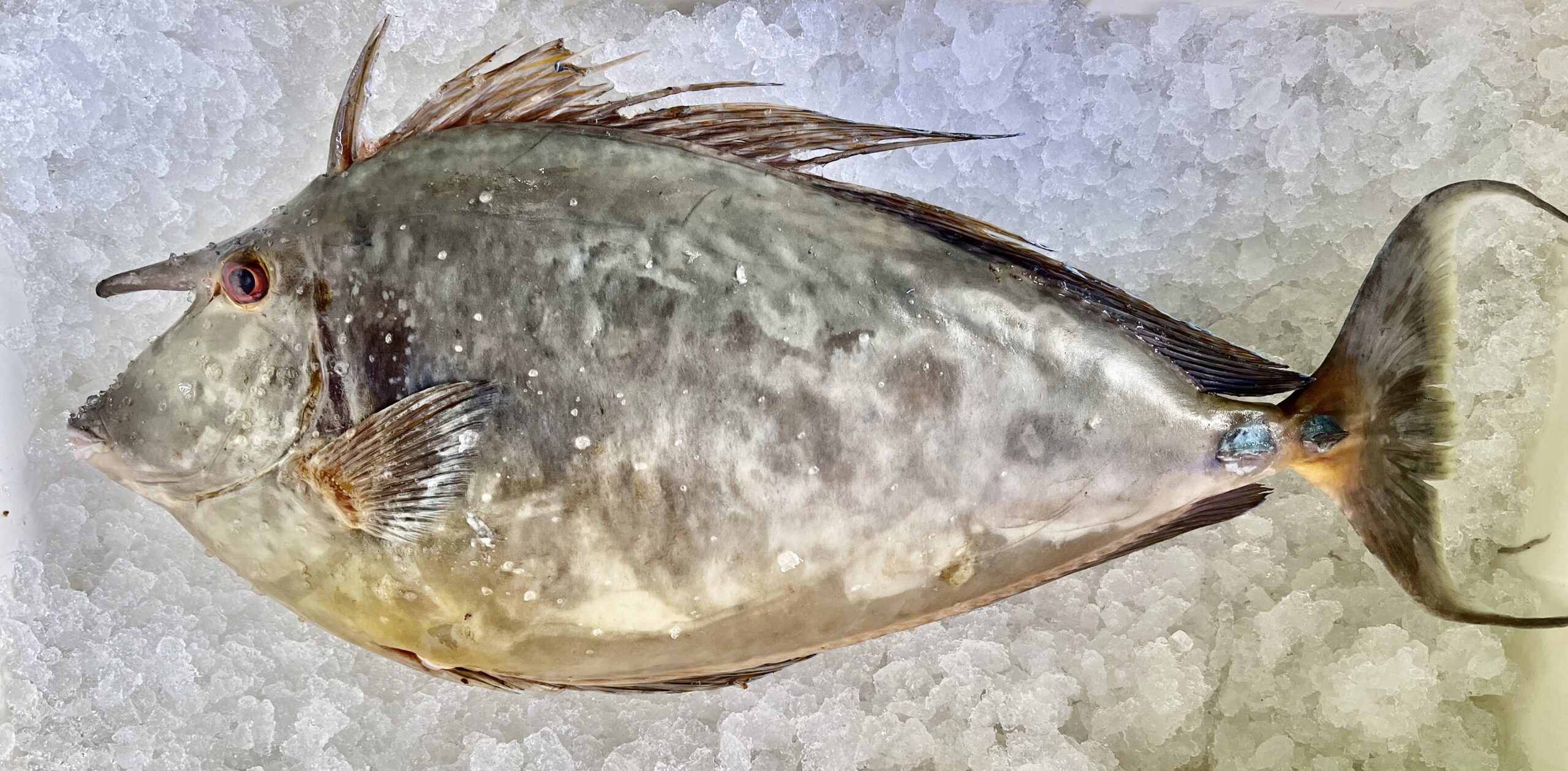 Photo d'un dawa ou nason à éperon bleu © Néoli